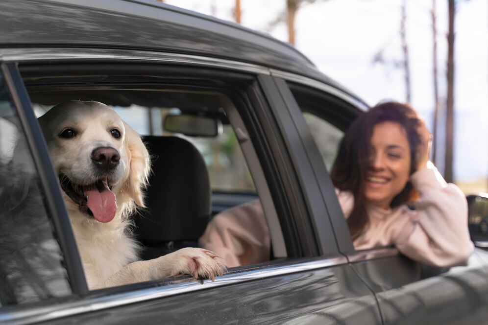 pet-friendly-road-trips-making-memories-furry-companion