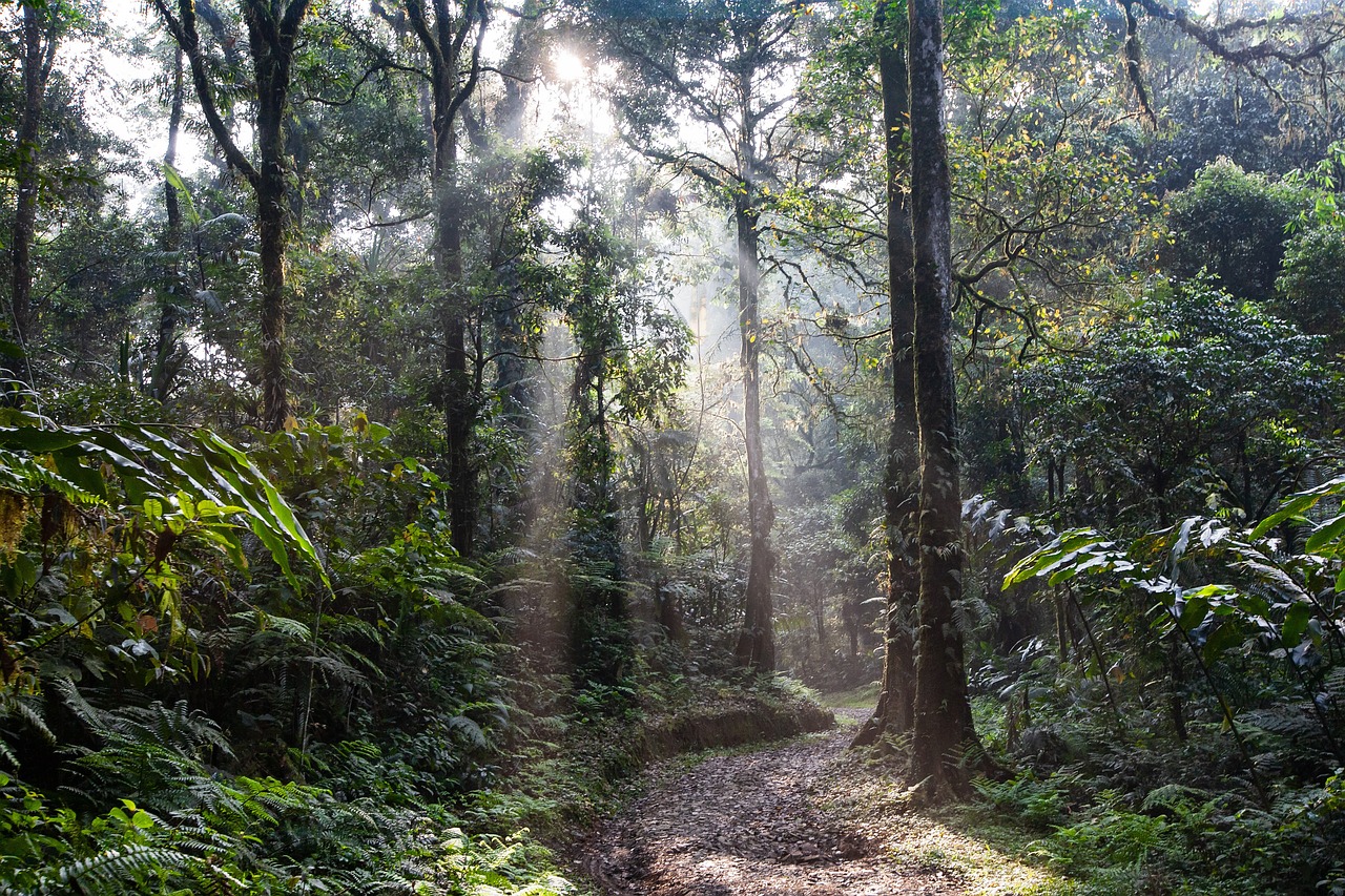 Exploring Queensland’s Rainforests: Serene Drives Amidst Nature