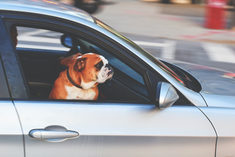 The Comprehensive Guide to Pet Safety During Car R...